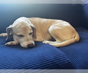 Chelsea *Help I need a foster home!* Sweet Senior! - Female Labbe Dog for Adoption - Photo #3
