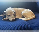 Small Photo #3 Labbe Puppy For Sale in Crystal, MN, USA