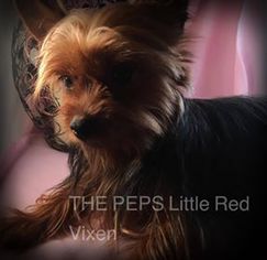 Mother of the Yorkshire Terrier puppies born on 06/29/2018