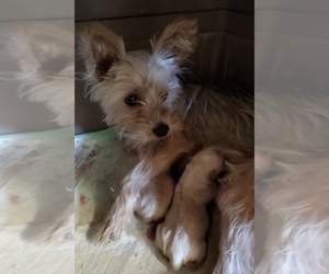 Mother of the Yorkshire Terrier puppies born on 09/27/2022