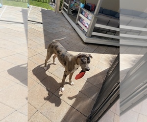 American Staffordshire Terrier Puppy for sale in COOPER CITY, FL, USA