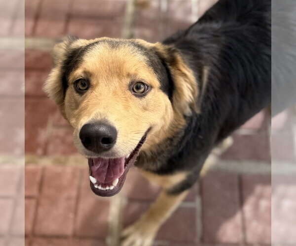 Medium Photo #4 Border Collie Puppy For Sale in Yardley, PA, USA