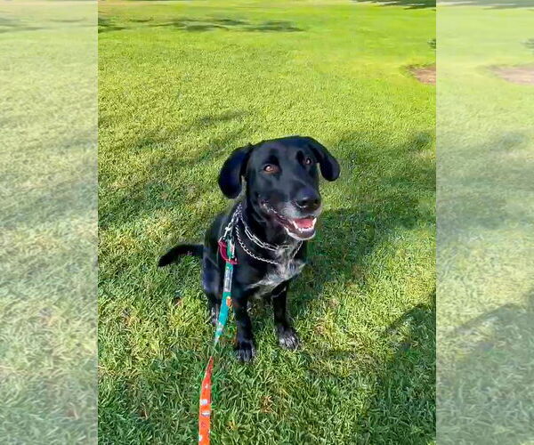 Medium Photo #8 Great Dane-Labrador Retriever Mix Puppy For Sale in San Diego, CA, USA