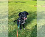 Small #7 Great Dane-Labrador Retriever Mix