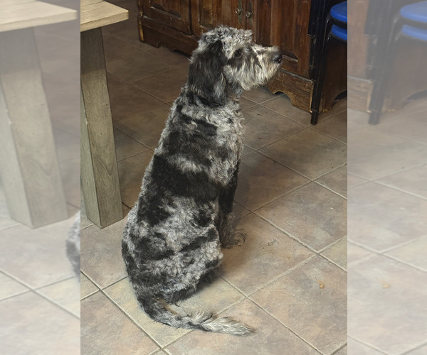 Medium Photo #1 Goldendoodle (Miniature) Puppy For Sale in HTFD, CT, USA