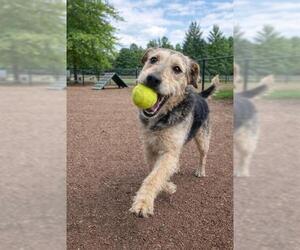 Irish Terrier Dogs for adoption in Globe, AZ, USA