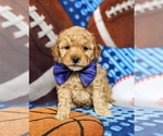 Small #2 Goldendoodle-Poodle (Toy) Mix