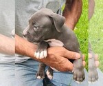 Small #3 American Bully