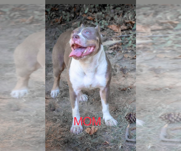 Medium Photo #1 American Bully Puppy For Sale in RICHMOND, VA, USA