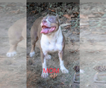 Small Photo #1 American Bully Puppy For Sale in RICHMOND, VA, USA