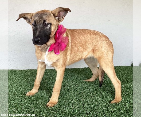 Medium Photo #7 German Shepherd Dog-Unknown Mix Puppy For Sale in San Diego, CA, USA