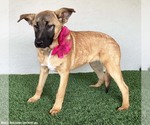 Small #6 German Shepherd Dog Mix