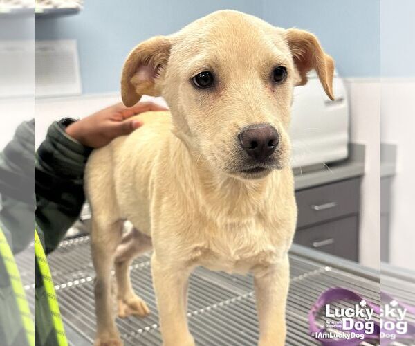 Medium Photo #1 Labrador Retriever-Retriever  Mix Puppy For Sale in Washington, DC, USA