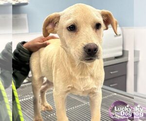 Labrador Retriever-Retriever Mix Dogs for adoption in Washington, DC, USA