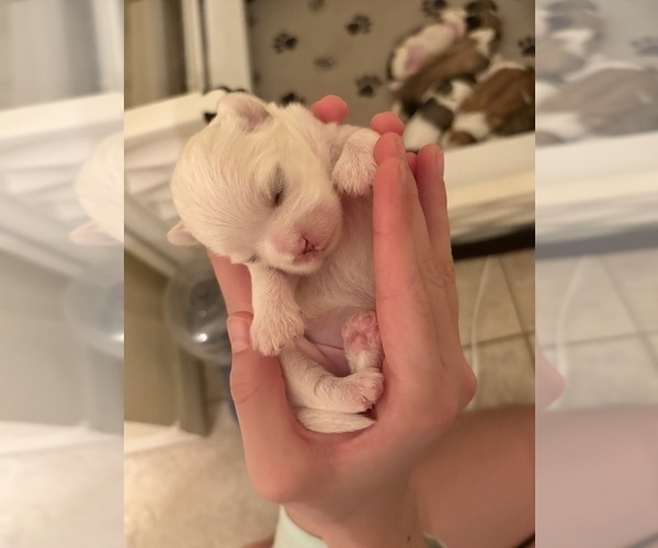 Medium Photo #4 Lhasa Apso Puppy For Sale in GIBSONTON, FL, USA