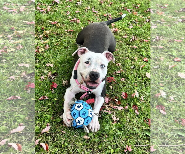 Medium Photo #1 American Pit Bull Terrier-Unknown Mix Puppy For Sale in Perth Amboy, NJ, USA