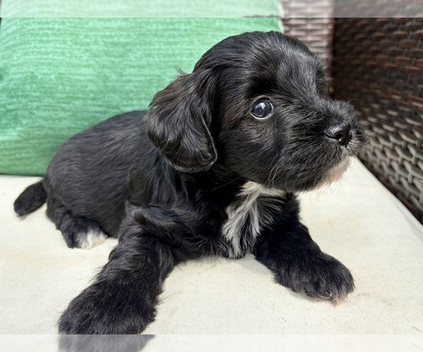 Medium Photo #1 Schnoodle (Miniature) Puppy For Sale in COLLINSVILLE, VA, USA