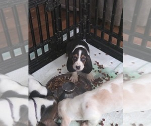 Basset Hound Puppy for sale in PORTLAND, TN, USA