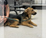 Small #1 Labrador Retriever-Retriever  Mix