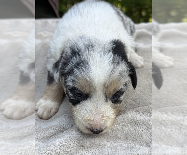 Medium Photo #4 Border Collie Puppy For Sale in MOSIER, OR, USA