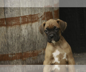 Boxer Puppy for sale in SHIPSHEWANA, IN, USA