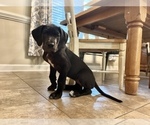 Small Photo #6 Great Dane Puppy For Sale in MILLINGTON, TN, USA