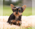 Puppy Sparky Yorkshire Terrier