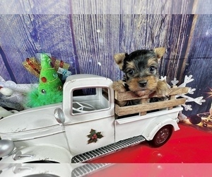 Yorkshire Terrier Puppy for Sale in CASSVILLE, Missouri USA