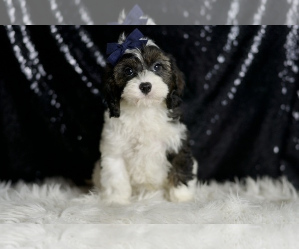 Medium Photo #49 Cavapoo Puppy For Sale in WARSAW, IN, USA