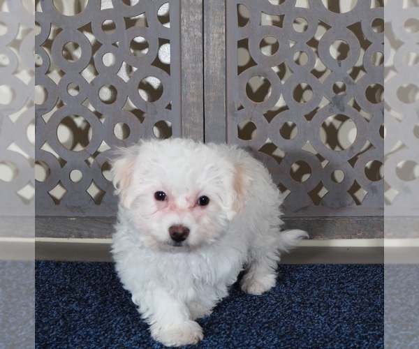 Medium Photo #2 Bichon Frise Puppy For Sale in MOUNT VERNON, OH, USA