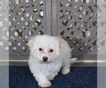 Small #1 Bichon Frise