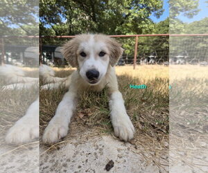 Heath - Male Great Pyrenees Dog for Adoption - Photo #2