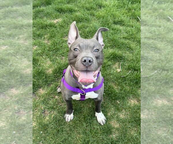 Medium Photo #1 Mutt Puppy For Sale in Crete, IL, USA