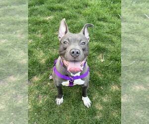 Mutt Dogs for adoption in Crete, IL, USA