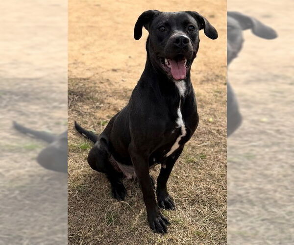 Medium Photo #1 Mutt Puppy For Sale in Augusta, GA, USA