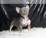 Small #2 French Bulldog