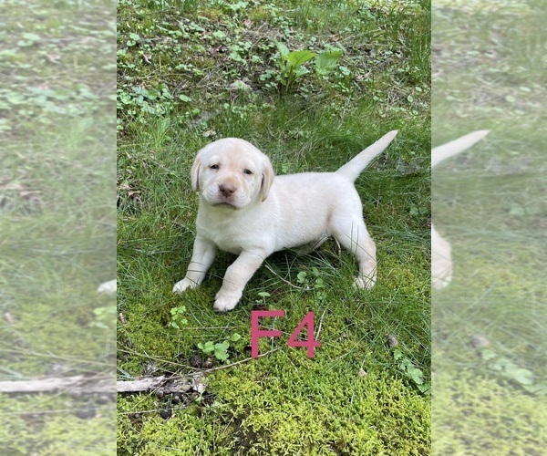 Medium Photo #16 Labrador Retriever Puppy For Sale in INEZ, KY, USA