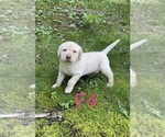 Small #15 Labrador Retriever