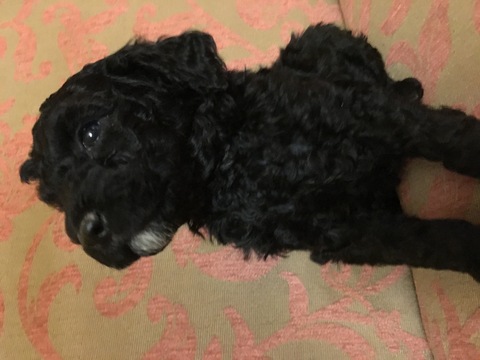 Medium Photo #1 Poodle (Miniature) Puppy For Sale in BATTLE GROUND, WA, USA