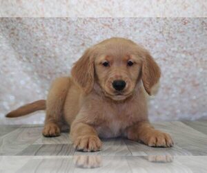 Golden Retriever Puppy for sale in MARIETTA, GA, USA