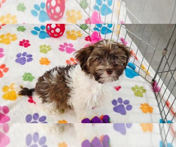 Medium Photo #3 Havashire Puppy For Sale in ORO VALLEY, AZ, USA
