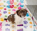 Tucker - Male Havashire Puppy for Sale - Photo #3