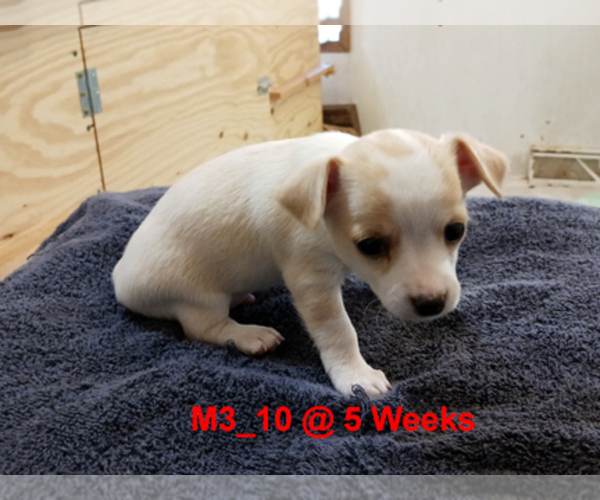 Medium Photo #6 Chihuahua Puppy For Sale in BELLE FOURCHE, SD, USA