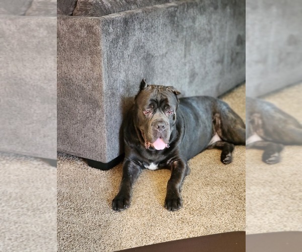 Medium Photo #1 Cane Corso Puppy For Sale in ATASCOCITA, TX, USA