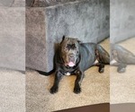 Small Photo #1 Cane Corso Puppy For Sale in ATASCOCITA, TX, USA