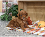 Small #1 Poodle (Miniature)