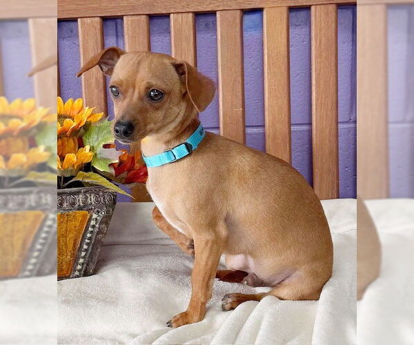 Medium Photo #2 Chihuahua-Unknown Mix Puppy For Sale in Genesee, WI, USA