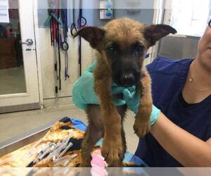 German Shepherd Dog Dogs for adoption in Riverside, CA, USA