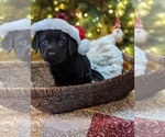 Small Photo #4 Labrador Retriever Puppy For Sale in MESA, AZ, USA
