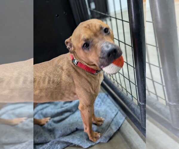 Medium Photo #4 Mutt Puppy For Sale in Osgood, IN, USA